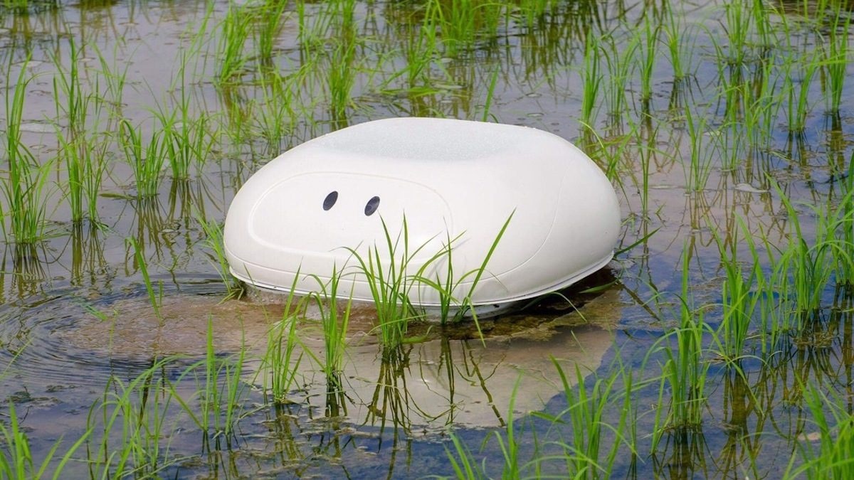 Robotická kachna pomáhá při údržbě rýžových polí