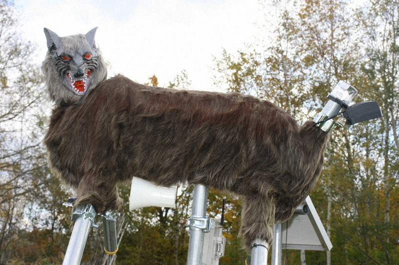 robo wolves chrání japonské město